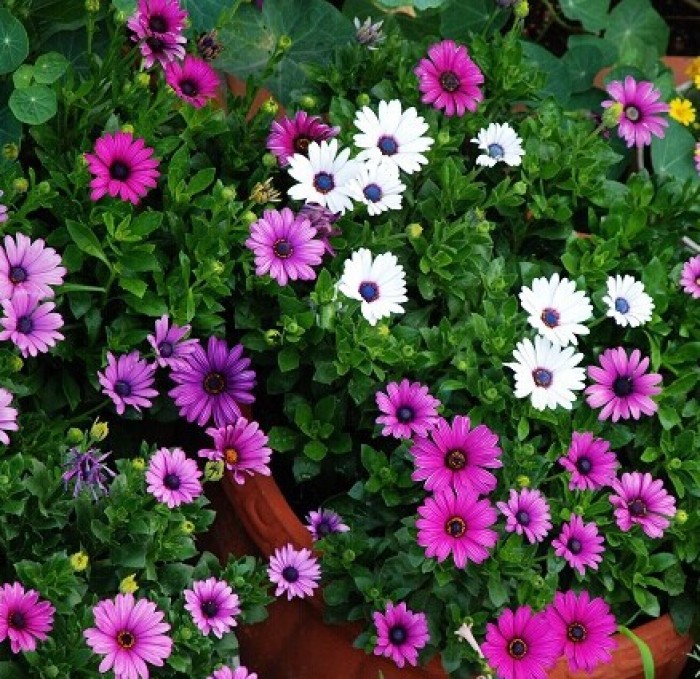 Gói 20 hạt giống cúc Châu Phi - Nanuseeds