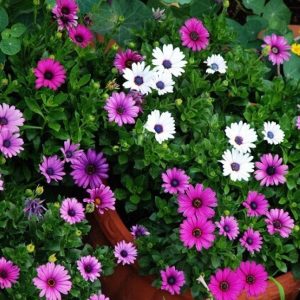 Gói 20 hạt giống cúc Châu Phi - Nanuseeds