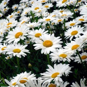 Gói 100 hạt giống hoa Cúc Chi Trắng 60cm Shasta