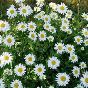 Gói 100 hạt giống hoa Cúc Chi Trắng 60cm Shasta