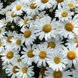 Gói 100 hạt giống hoa Cúc Chi Trắng 60cm Shasta