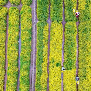 Gói 100 hạt giống hoa Cúc Chi Vàng Lùn 20cm