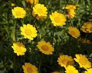 Gói 100 hạt giống hoa Cúc Chi Vàng Lùn 20cm