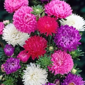 Gói 100 Hạt Giống Hoa Cúc Công Chúa Nhiều Màu - Hạt giống trồng hoa Tết 2020 - hạt mới tỉ lệ nảy mầm cao - Kèm hướng dẫn trồng - Nanuseeds - Thế Giới Rau Mầm shop