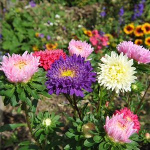 Gói 100 Hạt Giống Hoa Cúc Công Chúa Nhiều Màu - Hạt giống trồng hoa Tết 2020 - hạt mới tỉ lệ nảy mầm cao - Kèm hướng dẫn trồng - Nanuseeds - Thế Giới Rau Mầm shop