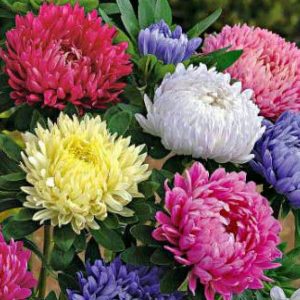 Gói 100 Hạt Giống Hoa Cúc Công Chúa Nhiều Màu - Hạt giống trồng hoa Tết 2020 - hạt mới tỉ lệ nảy mầm cao - Kèm hướng dẫn trồng - Nanuseeds - Thế Giới Rau Mầm shop