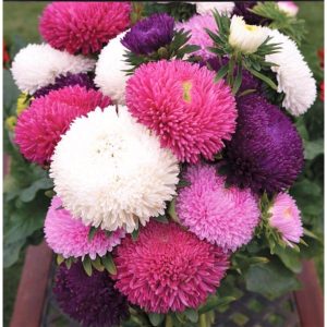 Gói 100 Hạt Giống Hoa Cúc Công Chúa Nhiều Màu - Hạt giống trồng hoa Tết 2020 - hạt mới tỉ lệ nảy mầm cao - Kèm hướng dẫn trồng - Nanuseeds - Thế Giới Rau Mầm shop