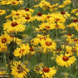 Gói 30 hạt giống hoa Cúc Công Chúa Tâm Đỏ