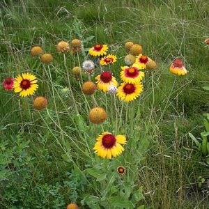 Gói 30 hạt giống hoa Cúc Công Chúa Tâm Đỏ