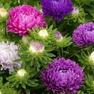 Gói 50 hạt giống hoa cúc Đà Lạt nhiều màu