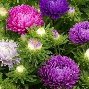 Gói 50 hạt giống hoa cúc Đà Lạt nhiều màu