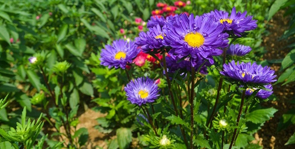 Gói 50 hạt giống hoa cúc Đà Lạt nhiều màu