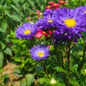 Gói 50 hạt giống hoa cúc Đà Lạt nhiều màu