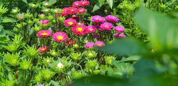 Gói 50 hạt giống hoa cúc Đà Lạt nhiều màu