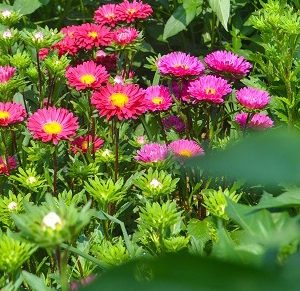 Gói 50 hạt giống hoa cúc Đà Lạt nhiều màu