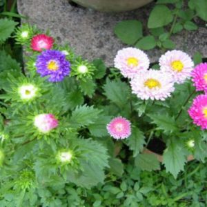 Gói 50 hạt giống hoa cúc Đà Lạt nhiều màu