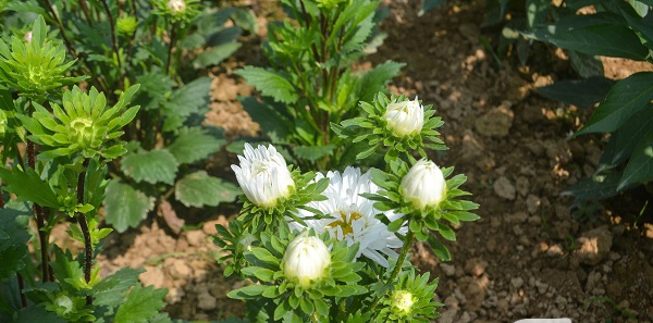 Gói 50 hạt giống hoa cúc Đà Lạt nhiều màu