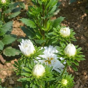 Gói 50 hạt giống hoa cúc Đà Lạt nhiều màu