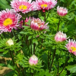 Gói 50 hạt giống hoa cúc Đà Lạt nhiều màu