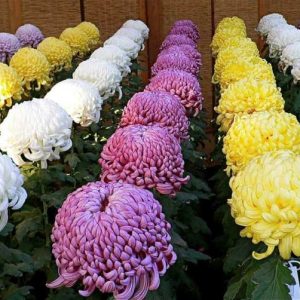 Gói 50 hạt giống cúc đại đoá nhiều màu