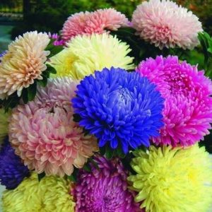 Gói 50 hạt giống cúc đại đoá nhiều màu
