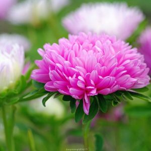 Gói 50 hạt giống cúc đại đoá nhiều màu