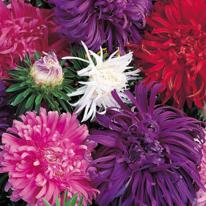 Gói 50 hạt giống cúc đại đoá nhiều màu