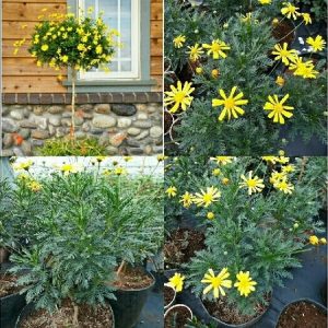 [Hàng hiếm] Chậu cây cúc thân gỗ dáng TREE đang sẵn hoa nhiều nụ, cây lâu năm dễ trồng