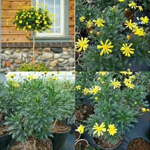 [Hàng hiếm] Chậu cây cúc thân gỗ dáng TREE đang sẵn hoa nhiều nụ, cây lâu năm dễ trồng