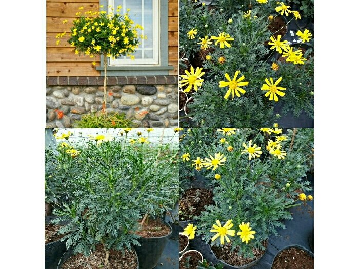 [Hàng hiếm] Chậu cây cúc thân gỗ dáng TREE đang sẵn hoa nhiều nụ, cây lâu năm dễ trồng