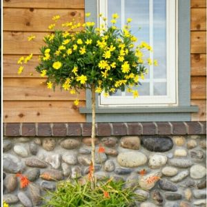 [Hàng hiếm] Chậu cây cúc thân gỗ dáng TREE đang sẵn hoa nhiều nụ, cây lâu năm dễ trồng