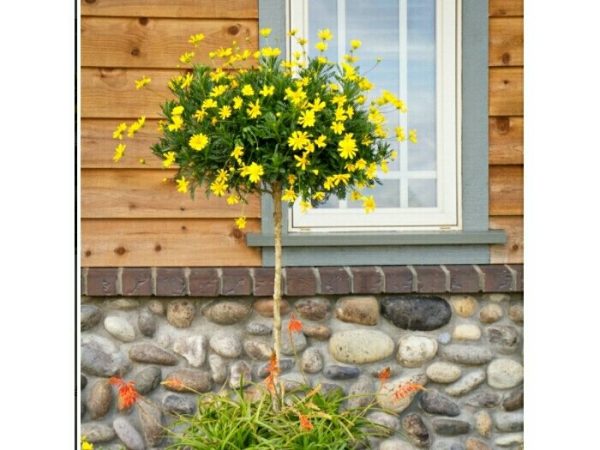 [Hàng hiếm] Chậu cây cúc thân gỗ dáng TREE đang sẵn hoa nhiều nụ, cây ...