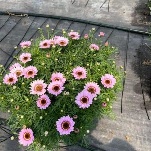 Chậu cây Cúc Hoạ Mi đang hoa - Hồng