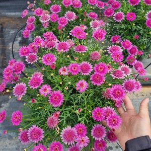 Chậu cây Cúc Hoạ Mi đang hoa- Hồng cánh Kép