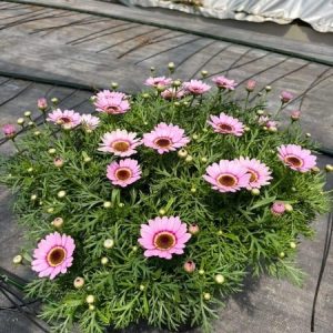 Chậu cây Cúc Hoạ Mi đang hoa - Hồng