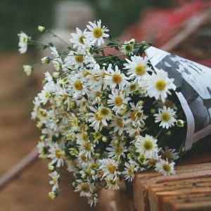 Gói 100 hạt giống hoa cúc hoạ mi trắng