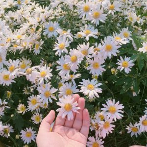 Gói 100 hạt giống hoa cúc hoạ mi trắng