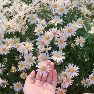 Gói 100 hạt giống hoa cúc hoạ mi trắng