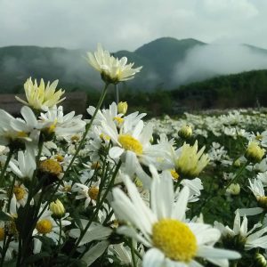 Gói 100 hạt giống hoa cúc hoạ mi trắng