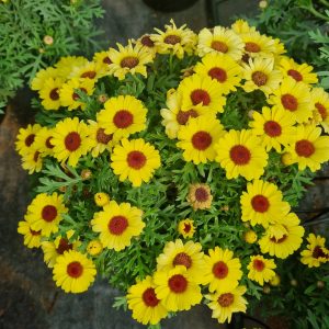 Chậu cây Cúc Hoạ Mi đang hoa- Vàng