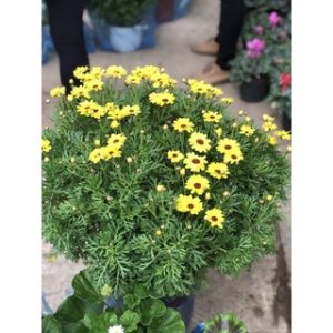 Chậu cây Cúc Hoạ Mi đang hoa- Vàng