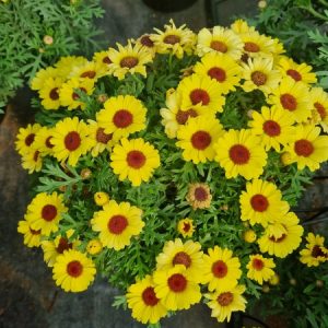 Chậu cây Cúc Hoạ Mi đang hoa- Vàng