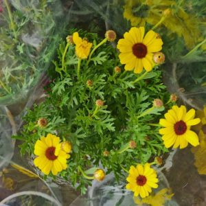 Chậu cây Cúc Hoạ Mi đang hoa- Vàng