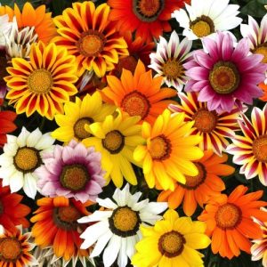 Gói 50 hạt giống hoa cúc huân chương nhiều màu