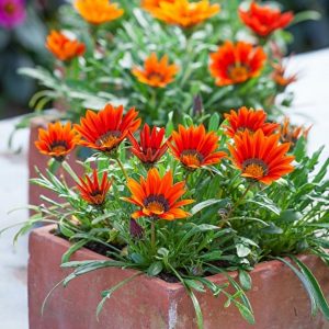 Gói 50 hạt giống hoa cúc huân chương nhiều màu