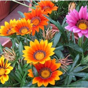 Gói 50 hạt giống hoa cúc huân chương nhiều màu