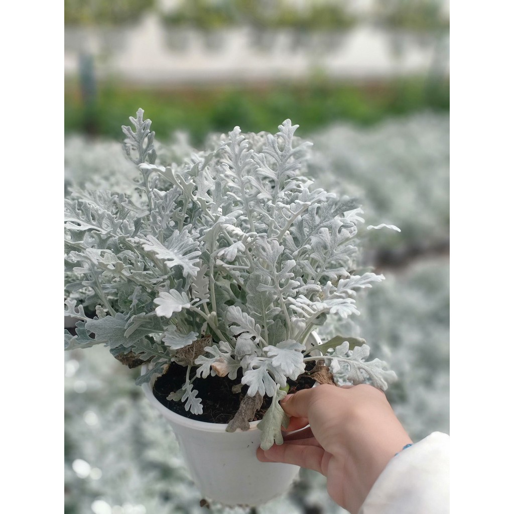 Chậu cây Cúc Lá Bạc - Cúc Ren Bạc - Silver Dust Dusty Miller