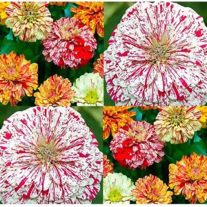 Gói 50 hạt giống hoa Cúc Lá Nhám CandyStripe