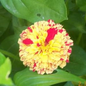 Gói 50 hạt giống hoa Cúc Lá Nhám CandyStripe