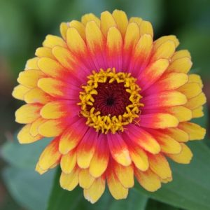 Gói 50 hạt giống hoa Cúc Lá Nhám Tam Thể Mix